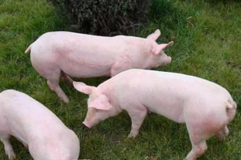 2020第5届中国猪产业链生态圈英雄榜“消费者喜爱的猪肉品牌”公示名单